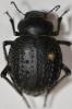 Pimelia sp.